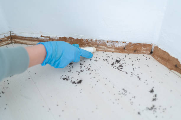 Professional Pest Control in Nogales, AZ