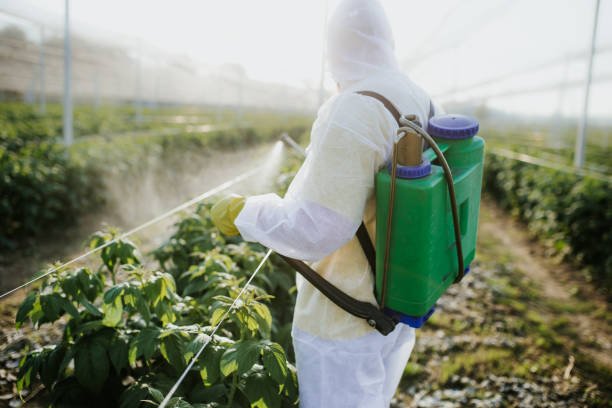 Best Affordable Pest Control Services  in Nogales, AZ